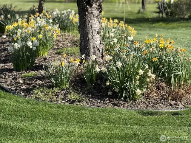 perennial flower gardens in front yard