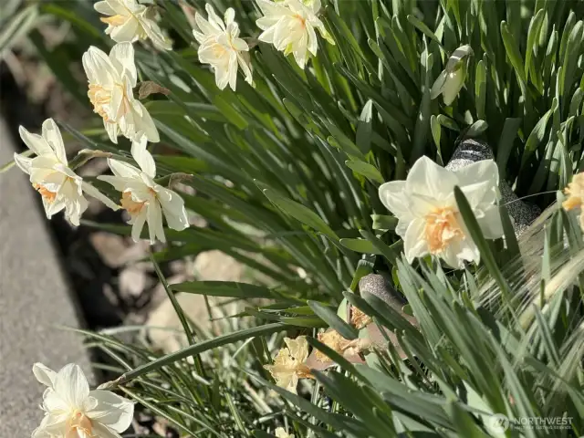 spring beauty