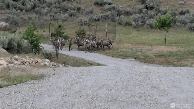 Even the Bighon sheep love it up here.