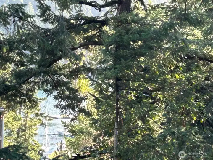 View of the marina and current float plane dock.