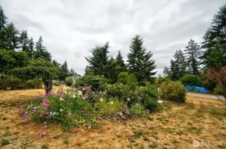 Looking out back door