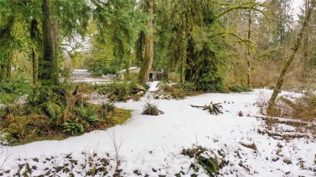 Backyard that takes you to the stream.