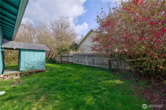 Shed in backyard with gorgeous azalea tree