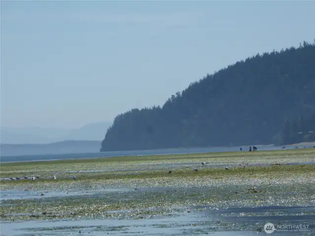 Looking south on tide flats towards the other part of Guemes island.