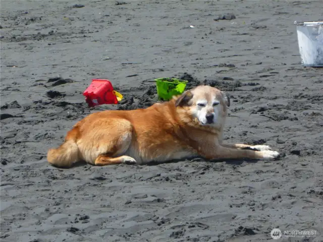 Dogs love the tide flats. Owned by 22 families who've been around forever.