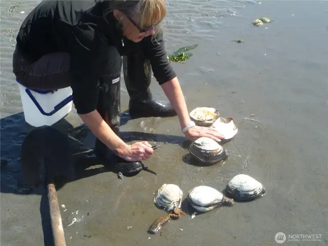Horse clams are indigenous and delish!  Fritters, clam chowder!