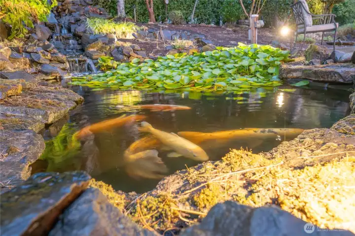 Huge and baby koi