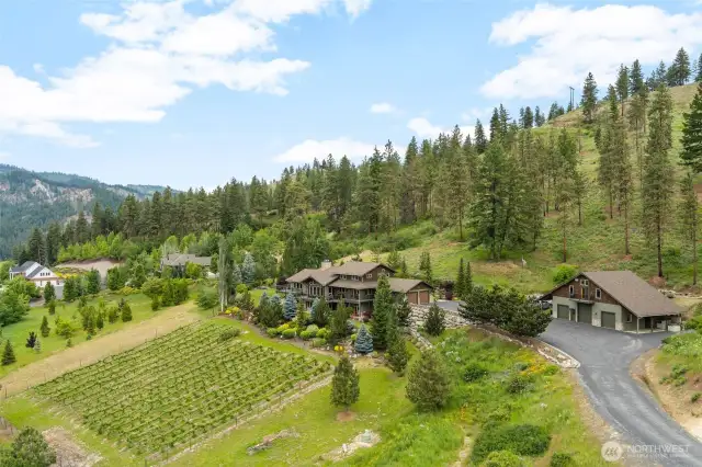 Vineyard in front of home.