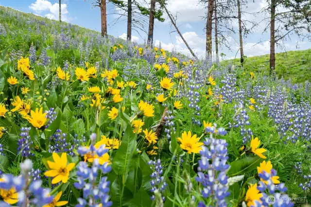 Spring flowers above home.