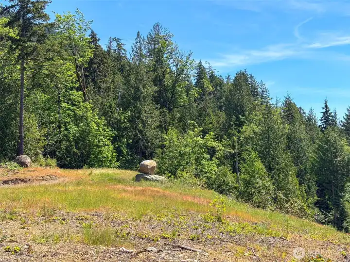 Cleared homesite with National forest in the distance. Huge firs never to be logged.