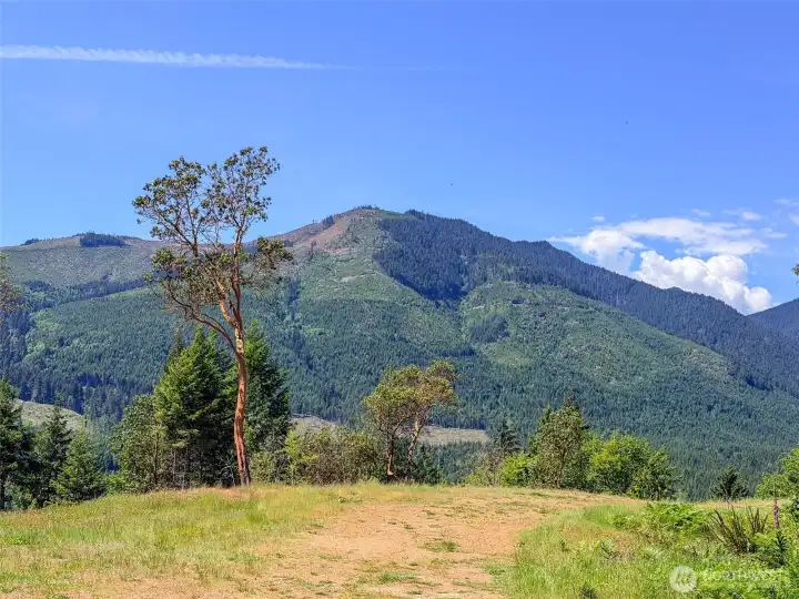 Amazing homesite graced with madronna trees