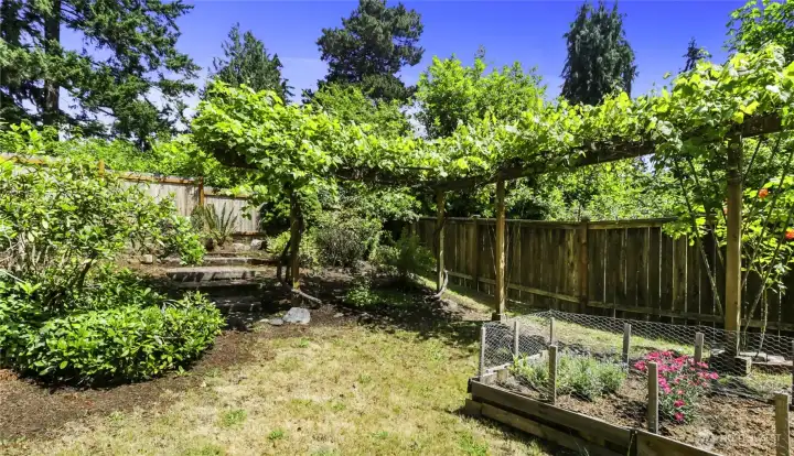 Established grape arbor offering 2 types of grapes. Established grape arbor offering 2 types of grapes.
