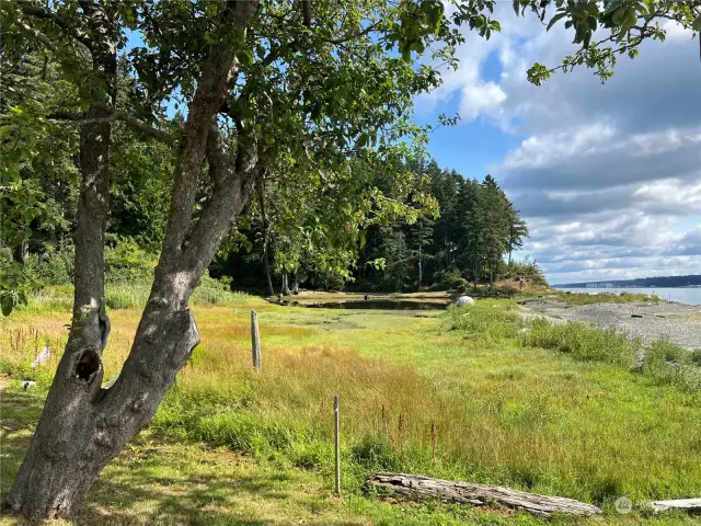 Unique shoreline with native grasses.