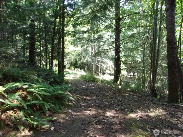 path through the woods