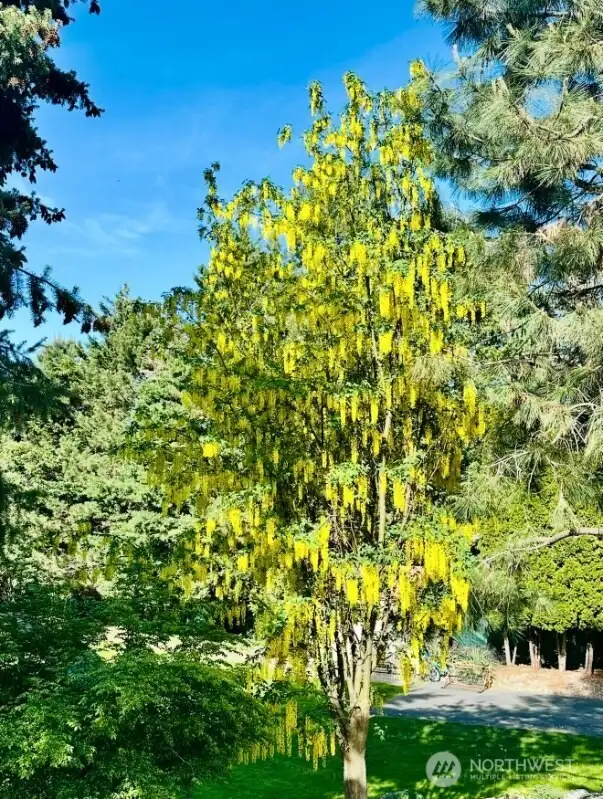 The yard is gorgeous in the Spring/Summer