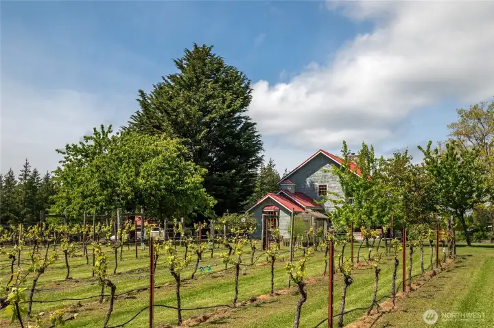 Mature, fenced vineyard with many varietals