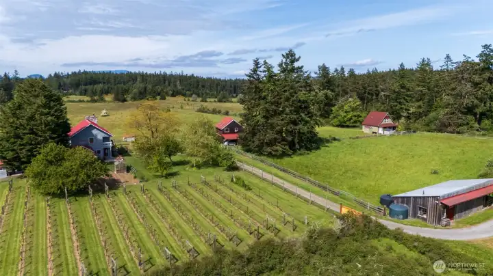 Main house on left, shop/garage w/apartment center, guesthouse on far right, wine barn in right foreground, vineyard in left foreground