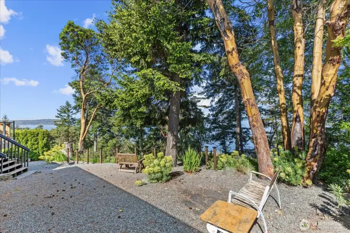 Love the Madrona trees! Love the Madrona trees!