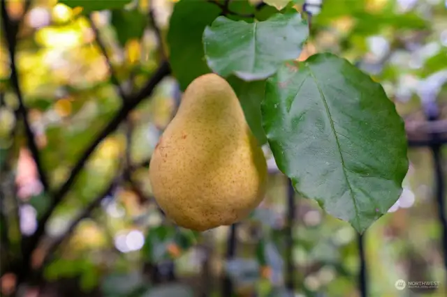 One of several pear trees