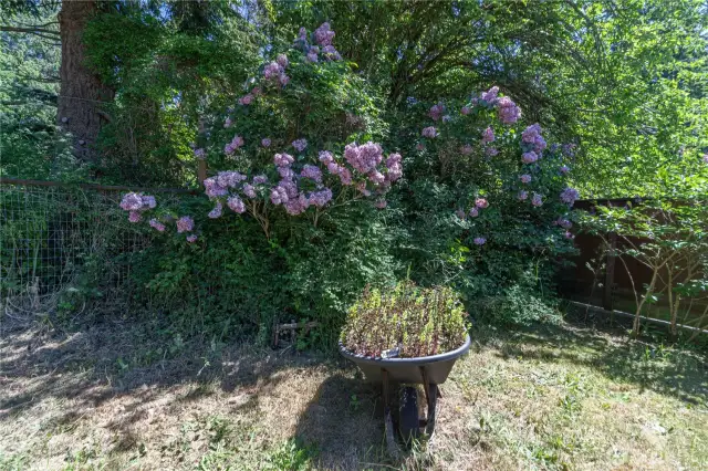 Mint and lilacs