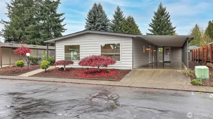 Fresh paint and Japanese Elm