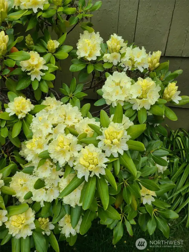 Many mature plants with beautiful blooms!