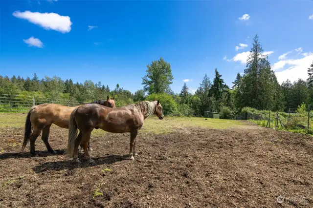 Lots of fenced pasture land for horses.