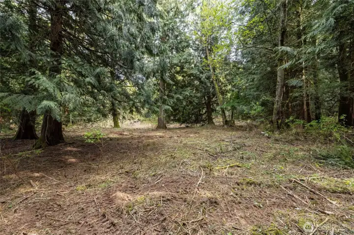 Beautiful trees through out the property.