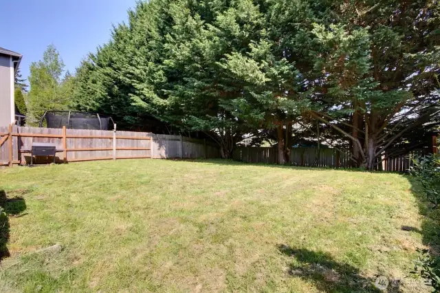 Evergreens provide privacy and shade!