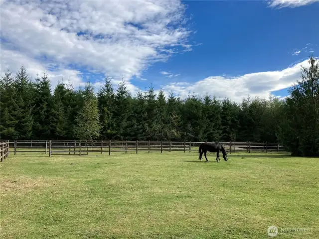 Lots of gates for flexible pasture use.