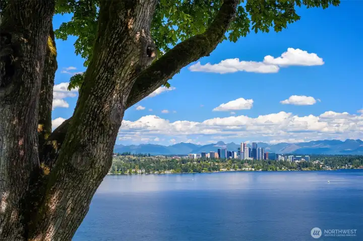 The historic maple frames the skyline—she was here before us all. The historic maple frames the skyline—she was here before us all.