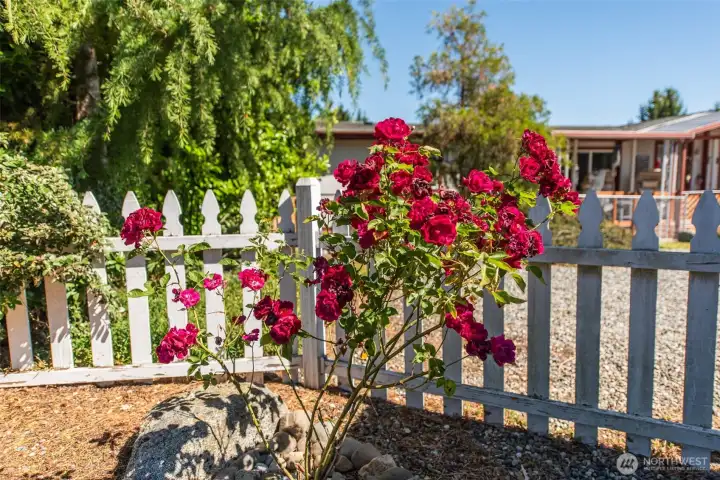 Rose bush in the yard. Rose bush in the yard.