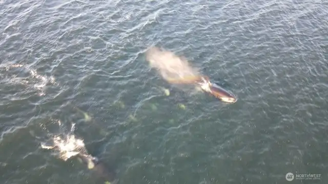 Orcas July 24,2025