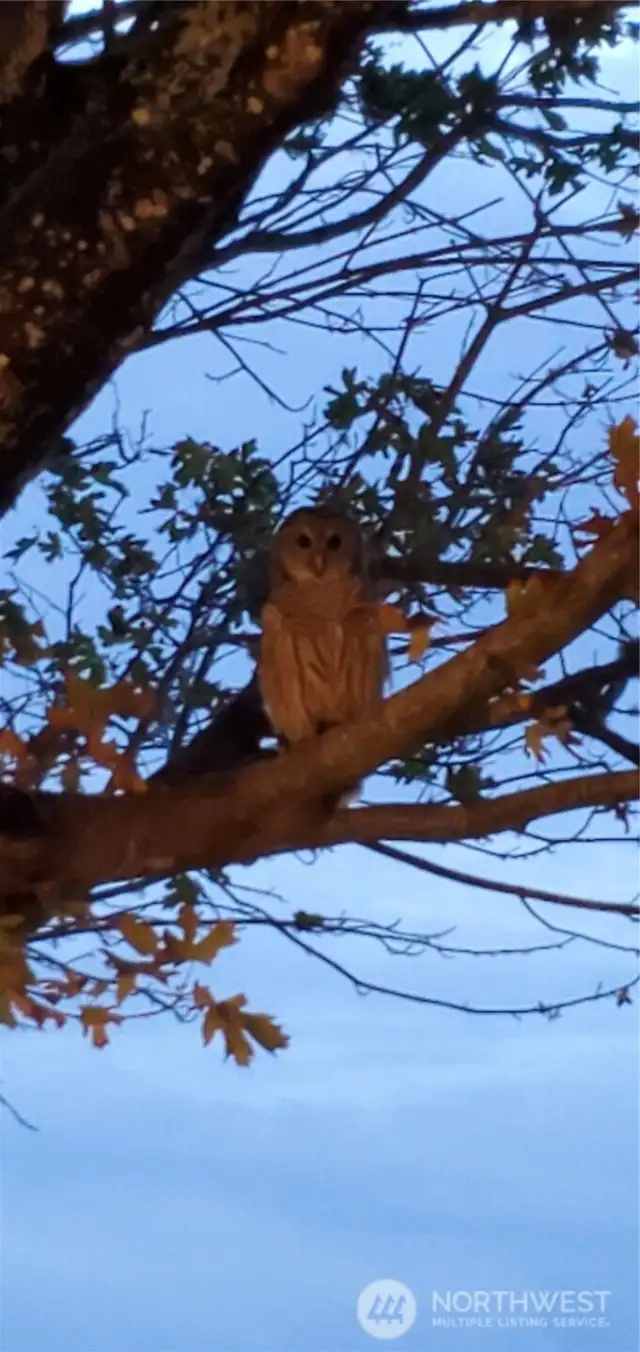 An Owl out the window