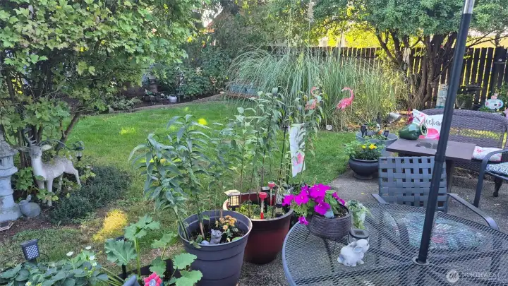 Backpatio in full bloom