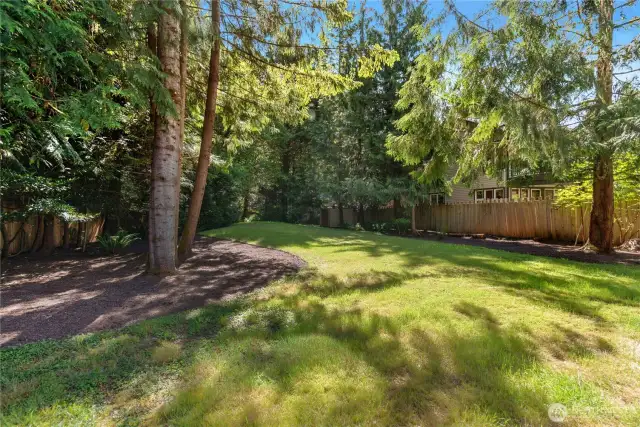 Backyard from living area.