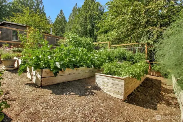 Raised Gardens