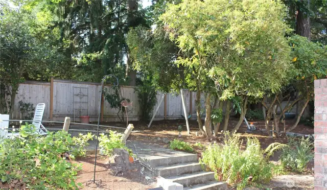 Back yard