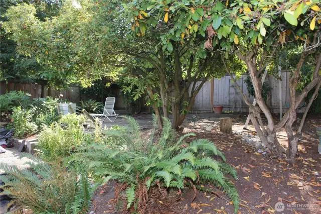 Back yard