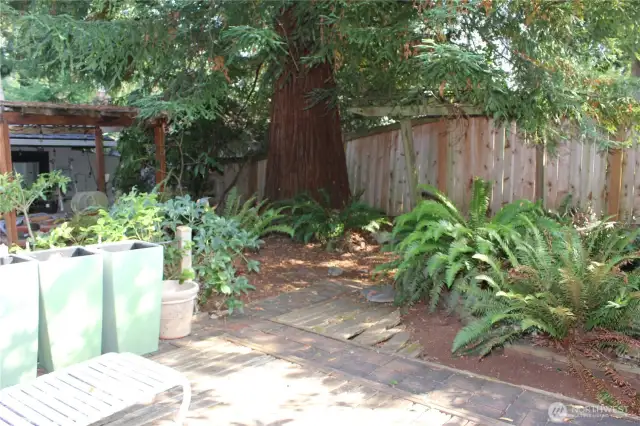 Back yard