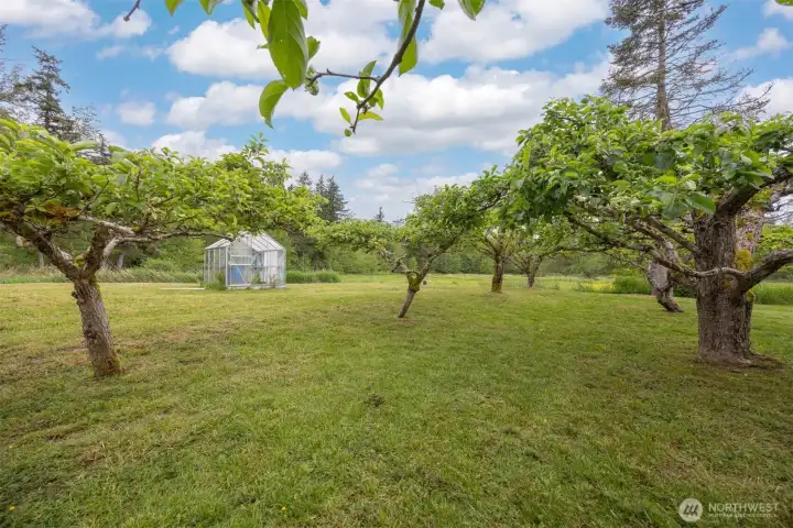 An orchard full of mature fruit trees, pruned yearly and ready to harvest every year. An orchard full of mature fruit trees, pruned yearly and ready to harvest every year.