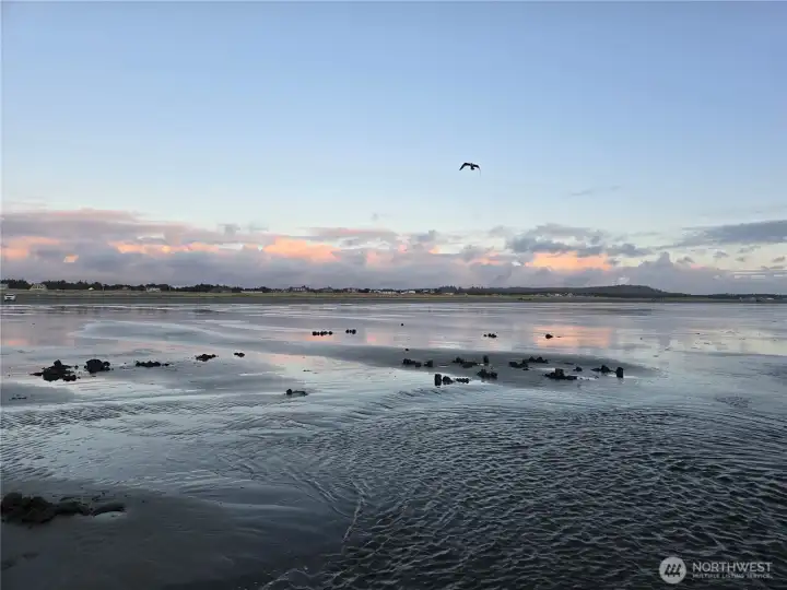Beautiful Spring Razor Clam Season on Grayland Beach.