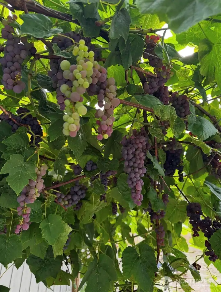 Grape Arbor between the house and the shop