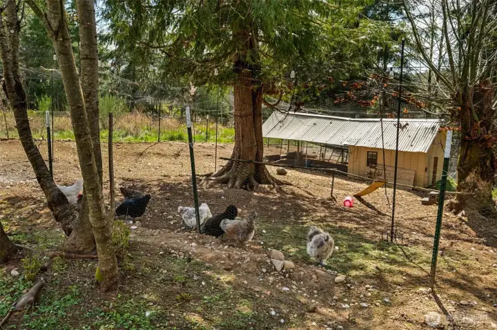 Chicken Coop & Chickens!