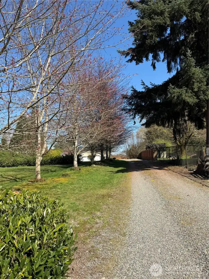 Tree Lined Entry