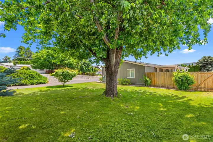 SIDE YARD SIDE YARD