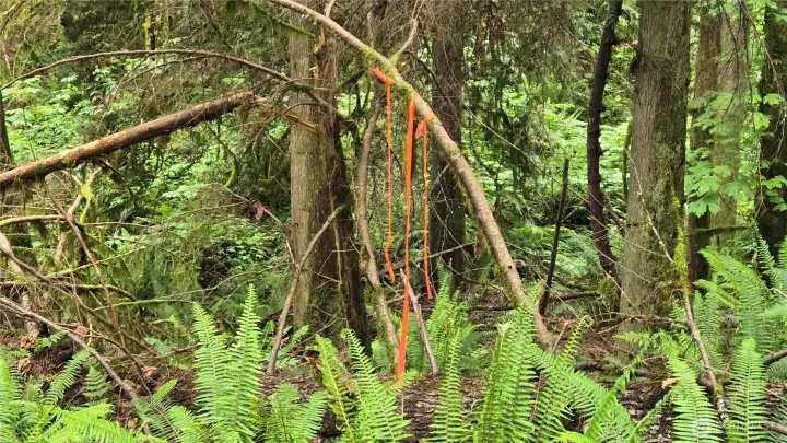Estimated South East Corner using GPS. Arrow in the tree points to the trail to follow to walk, cross the stream na up the hill to the level buildng areas. Estimated South East Corner using GPS. Arrow in the tree points to the trail to follow to walk, cross the stream na up the hill to the level buildng areas.