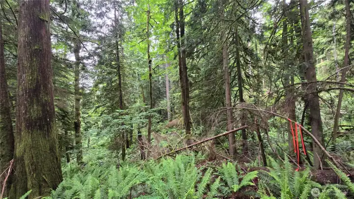 Estimated South East Corner using GPS. Arrow in the tree points to the trail to follow to walk, cross the stream na up the hill to the level buildng areas. Estimated South East Corner using GPS. Arrow in the tree points to the trail to follow to walk, cross the stream na up the hill to the level buildng areas.