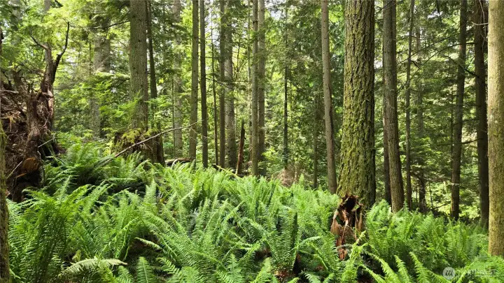 Marketable Timber Marketable Timber