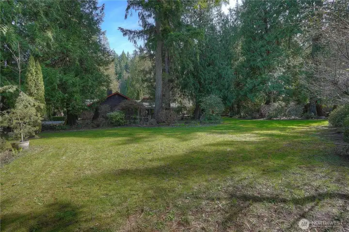 Large, open lawn surrounded by towering evergreens, offering a private and peaceful outdoor setting.